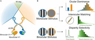 Neural circuits for binocular vision: Ocular dominance, interocular matching, and disparity selectivity